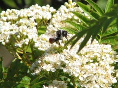 Bombus formosellus