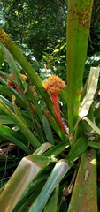 Aechmea cephaloides