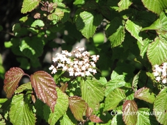 Viburnum betulifolium