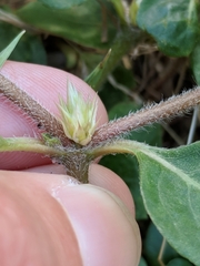 Alternanthera pungens