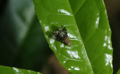 Homoneura trypetoptera