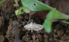 Cnaphalocrocis trebiusalis