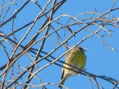 Chloris chloris