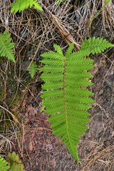 Arthropteris orientalis