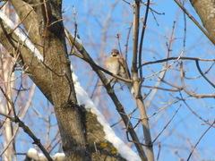 Coccothraustes coccothraustes
