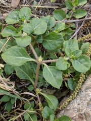 Alternanthera pungens