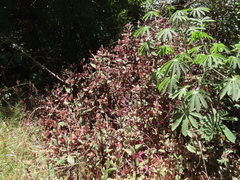 Tradescantia cerinthoides