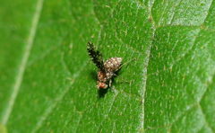 Homoneura trypetoptera