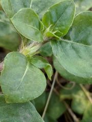 Alternanthera pungens