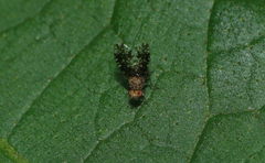 Homoneura trypetoptera