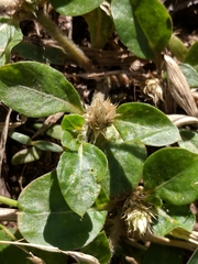 Alternanthera pungens