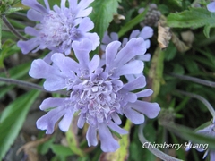 Scabiosa lacerifolia