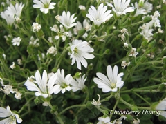 Cerastium morrisonense