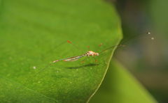 Pneustocerus gravelyi