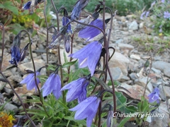 Adenophora morrisonensis