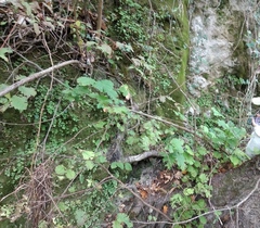 Adiantum capillus-veneris