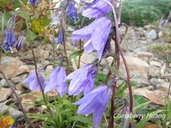 Adenophora morrisonensis