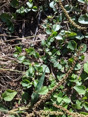 Alternanthera pungens