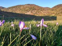 Crocus ligusticus