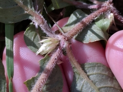 Alternanthera pungens