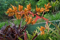 Aechmea aquilega