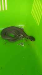 Hemachatus haemachatus