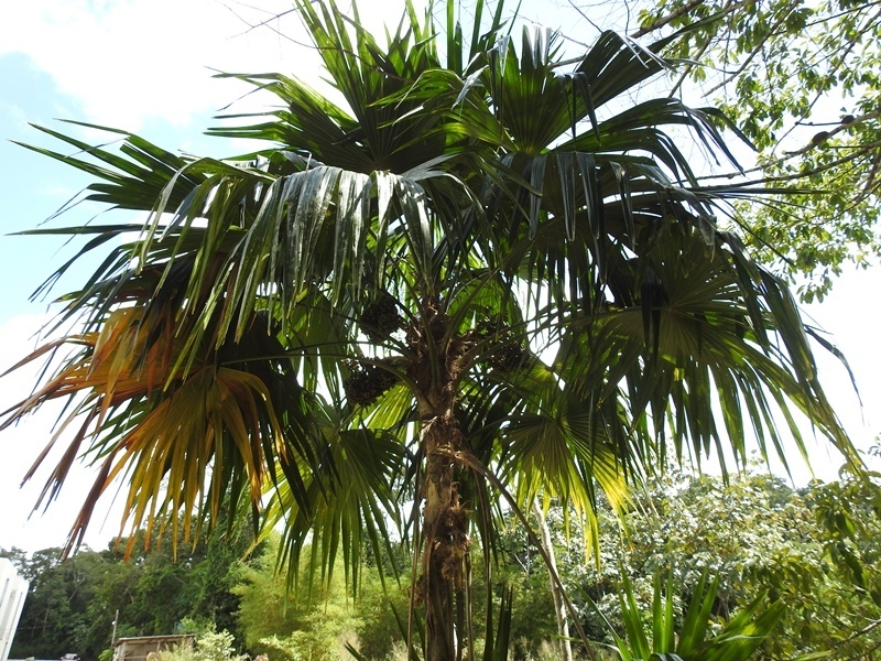 Chelyocarpus