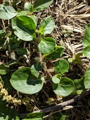 Alternanthera pungens