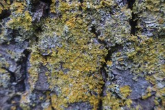 Xanthoria parietina