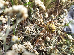 Argiope lobata