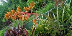 Aechmea aquilega