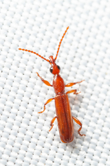 Cerobates