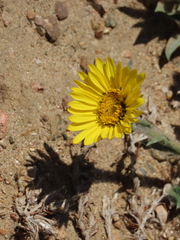 Noticastrum acuminatum