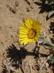 Noticastrum acuminatum