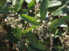 Lithraea brasiliensis