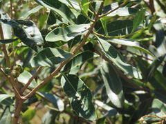 Lithraea brasiliensis