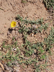 Noticastrum acuminatum