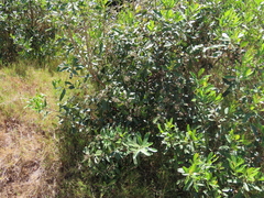 Lithraea brasiliensis