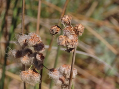 Androtrichum trigynum