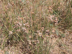 Androtrichum trigynum