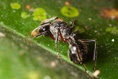 Polyrhachis furcata