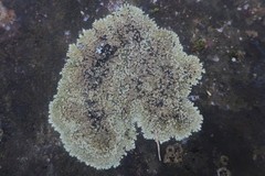 Protoparmeliopsis muralis