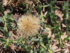 Noticastrum acuminatum
