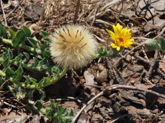 Noticastrum acuminatum