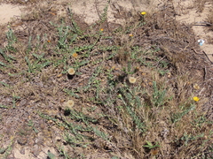 Noticastrum acuminatum