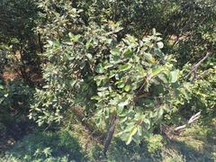 Dipterocarpus