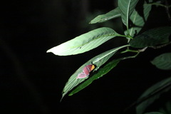 Pseudodirphia menander