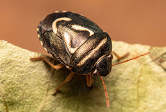 Aegaleus
