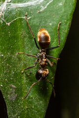 Colobopsis leonardi
