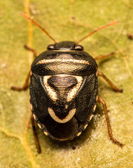 Aegaleus